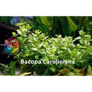 Aquatic Live Plants (Bacopa Caroliniana) 68