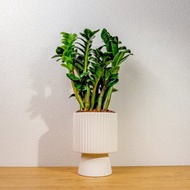 金錢樹白色高腳陶盆 桌上盆栽 室內植物 禮物