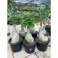 ○▦♨ADENIUM PLANT THAILAND MULTI LAYER POKOK KEMBOJA READY STOCK MALAYSIA