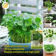 100% Original Copper Grass Pilea Seeds (20 Seeds/pack) Rare Copper Grass Plants Seed Hydroponics Cop