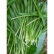 Daun Napier Dwarf/Pandan FRESH 1KG