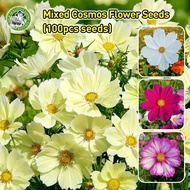100 Seeds/pack Fresh Cosmos Flower Mix Seeds for Sale Biji Benih Cosmos Flower Seeds for Planting Ga
