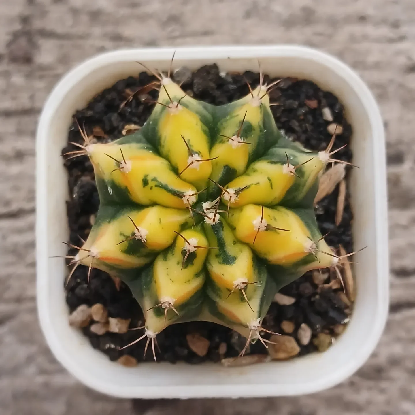 Gymno miha hybrid varigata ownroot berakar