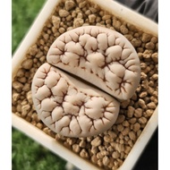 Lithops Gracilidelineata super brainy muscular C189A**/C374A/C373A/C261A 优选荒玉拿铁latte succulent plant