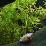 Safe fish food, Aquarium plant friendly, algae eater (Physella bladder) message for details