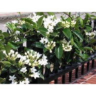 Pokok bunga wangi madagascar jasmine