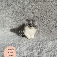 Kucing persia flatnose abu putih