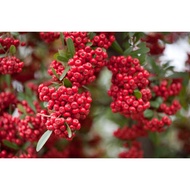 cây táo gai đỏ ngìn quả - cây phôi bonsai to đẹp khỏe