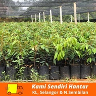 Set of 6 Durian Musang King Tree 1ft | Set 6 Anak Pokok Durian Musang King 1kaki (Delivery Klang Valley Only)