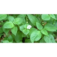 pokok israel , ara songsang, rumput israel , Asystasia gangetica, tiada waranti