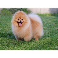 【Sell-Well】 Kufwkey Pet Animal Diamond Picture Cross Stitch Kits pomeranian Puppies diamond Embroide