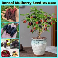 พร้อมส่ง มัลเบอร์รี่ เมล็ดพันธุ์ Original Rare Mulberry Seeds (200PCS/BAG) Bonsai Fruit Tree Seeds Plant Seed ต้นไม้ผลกินได้ ต้นไม้มงคล เมล็ดบอนสี ต้นบอนสี ต้นไม้ ต้นไม้มงคล บอนไซ ต้นผลไม้ บอนสี บอนสีหายาก เมล็ดดอกไม้ ออกผลทั้งปี โตไว ไม่กลายพันธุ์