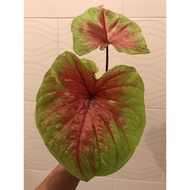 Keladi Double Leaf Rare / Caladium Double Leaf Rare