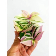 Ganohealth Tradescantia Fluminensis Tricolour 婚礼吊兰锦 with 55mm pot direct from Cameron Highlands