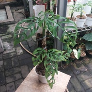 Monstera Obliqua