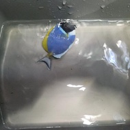 ikan hias air laut botana biru