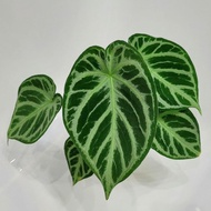 Anthurium Dorayaki Silver / Anturium Dorsil / Kuping Gajah Dorayaki Si