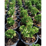 Fresh DHA Dorset Horn Adenium Seed (5pcs) (FREE DELIVERY)