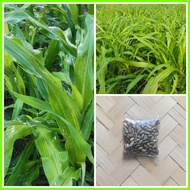 ◔ ◹ ✷ Maramais Seeds Per Pack