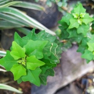 Bibit Bonsai Langka Wareng Bintang Kompakta ( Gmelina Eleptica Var.