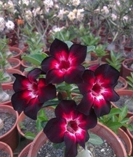 【GW】20pcs/ seed Adenium Obesum seeds desert rose rare Thailand flower seeds for home garden plant easy grow