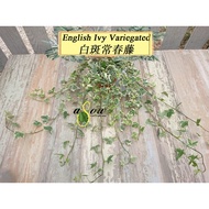 [LIVE PLANT] English Ivy Variegated 白斑常春藤