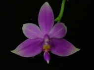 P.violacea var mentawei 有濃郁強香的螢光蝴蝶蘭 ,明達威亞種(單株)