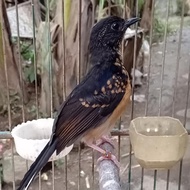 anakan burung murai batu medan jantan