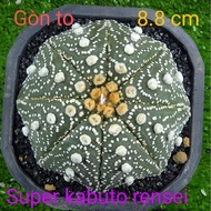 Aster super kabuto renewe cactus, large size 8.8 cm, octopus feet, sowing seeds from Thailand, healt