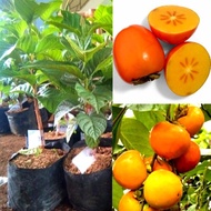 Terlaris Bibit Buah Kesemek Cangkok Cepat Berbuah-Bibit Tanaman Kesemek Cangkok Super-Jual Bibit Kes
