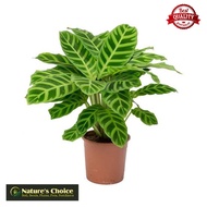 Calathea Zebrina - FREE garden soil, plastic pot and marble chip pebbles