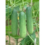 Benih timun 20 biji/ 20 pcs cucumber seeds