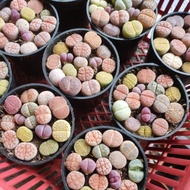 Live Succulent Lithops 生石花pp彩套Promotion randomly pick 6cm pot(wrinkle due lack of water)