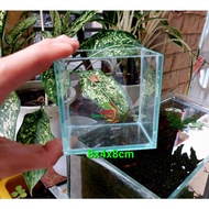 Super MiNi Fish Show Tank Size 8x4x8cm - Super Small Aquarium