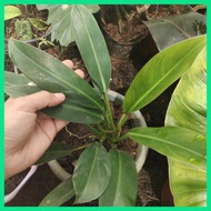 ✼ ☬ ☼ GREEN ORLANDO PHILODENDRON PLANT STABLE!!!!