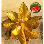 buy one get one free, 50 seeds (not plants)Aglonema Sultan brunei remaja - tanaman hias hidup - bunga hidup - bunga aglonema - aglaonema merah - aglonema merah - aglonema murah - aglaonema murah / Florist Nursery