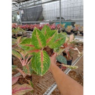 PROMO AGLONEMA !!! Aglaonema Jameela Jackpot - Aglonema JJ