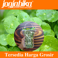 Keripik Peyek Pegagan Centella Asiatica Gotu Kola Vitamin Otak Anak Cerdas Tepung Beras Minyak Goren