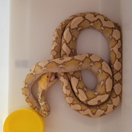 Retic Phyton Albino Tiger Lavender (P = ±2m)
