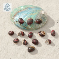 Nerite Special Collections snail shell - baby hermit crab shell - Beautiful snail shell