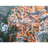 [ Bibit Ikan Koi Size 2-3Cm (Minimal Order 20 Ekor) ]
