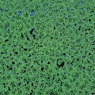 Azolla Microphylla (Approx. 400g) for Lobster & Fish, Chicken Ducks Cow & Goat