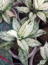 aglaonema snow white/ ratundun aglaonema. (ESTABLISHED)