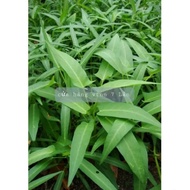 Morning Glory 1kg Bamboo Leaves SN