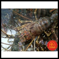 Lobster Hidup Live Seafood Per Kg Isi 8-10 Original