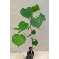 Bibit waru india cangkok 40-50cm bahan bonsai
