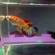 ikan cupang betina/female giant nemo koi galaxy bo 4-5 cm