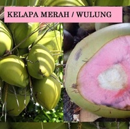 Bibit Kelapa Wulung Asli // bibit kelapa ijo