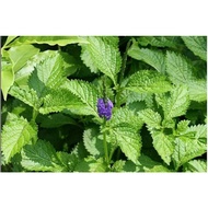 Horse whip leaves herbal medicine 200.Gram Gram Gram