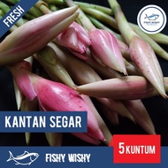 Bunga Kantan Segar [5 Kuntum] (Borong)